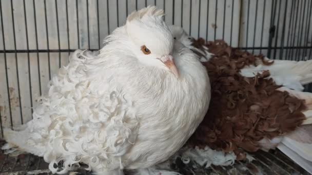 Images Pigeon Spécifique Dans Une Cage Image Rapprochée Magnifiques Pigeons — Video
