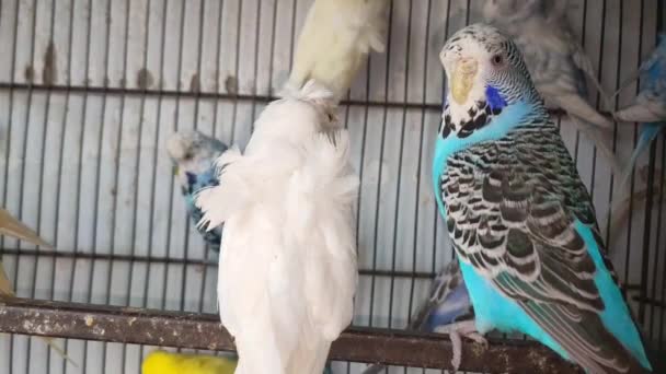 Metraje Del Grupo Periquitos Loro Jaula Esperando Venta Mercado Animales — Vídeos de Stock