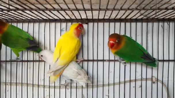 Filmagem Grupo Periquitos Papagaio Gaiola Esperando Para Venda Mercado Animais — Vídeo de Stock