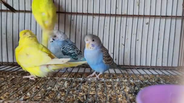 Materiał Filmowy Grupy Papug Papug Klatce Czekających Sprzedaż Rynku Zwierząt — Wideo stockowe
