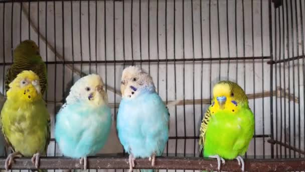 Kafeste Hayvan Pazarında Satış Yapmak Için Bekleyen Papağan Grubunun Görüntüsü — Stok video