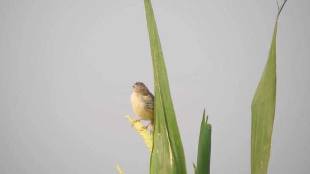 坐在珍珠谷粒玉米上的Ashy Prinia的4K图象 Ashy Prinia或Ashy Wren Warbler Prinia Socialis 美丽的Ashy Prinia鸟景 — 图库视频影像