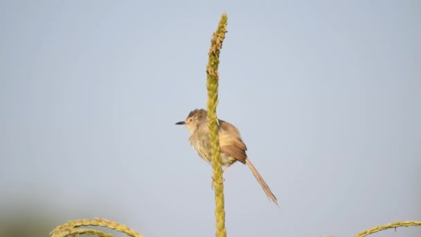 坐在珍珠谷粒玉米上的Ashy Prinia的4K图象 Ashy Prinia或Ashy Wren Warbler Prinia Socialis 美丽的Ashy Prinia鸟景 — 图库视频影像