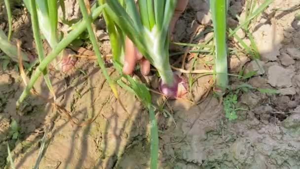 60Fps Footage Fresh Harvested Organic Onions Red Onions Uprooted Farm — Stock Video