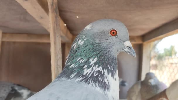 감옥에서 비둘기의 종류의 아름다운 비둘기의 이미지 Fantail 비둘기는 상점에서 판매를위한 — 비디오
