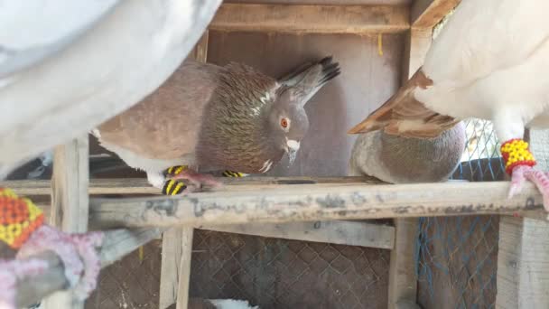 Kafesteki Belirli Bir Güvercinin Görüntüsü Farklı Türde Güzel Güvercinlerin Yakın — Stok video