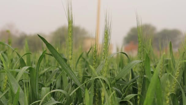 Yaygın Buğdayın Görüntüsü Ortak Buğday Tarlası Seçici Bir Şekilde Konuya — Stok video