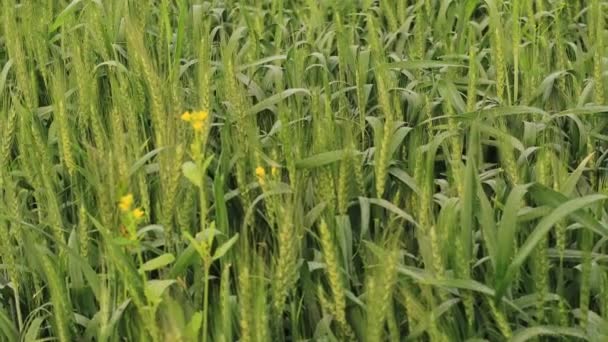 Záznam Pšenice Obecné Pšeničné Pole Tritikale Selektivním Zaměřením Téma Ječmen — Stock video