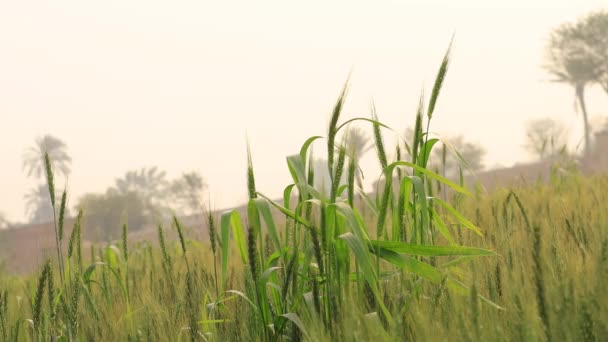 4K段普通小麦的录像 普通的麦田有选择性地专注于主题的琐事 背景模糊的大麦 Einkorn小麦 吃东西的概念酿造产品 蛋白质食品 — 图库视频影像