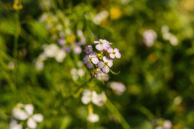 Raphanus çiçeğine yaklaş. Çiftlikteki güzel Raphanus sativus çiçeği. Raphanus çiçekleri. Turp çiçeği. Seçici Konuya Odaklanma.