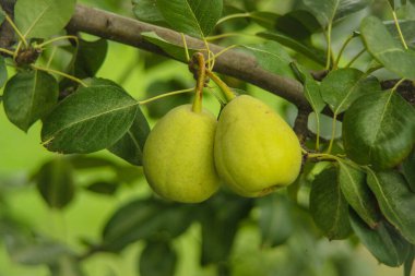 Armut ağacına yakın durun. Armut dalına taze armut. Doğal ortamda organik armutlar. Yaz bahçesinde armut hasatı..