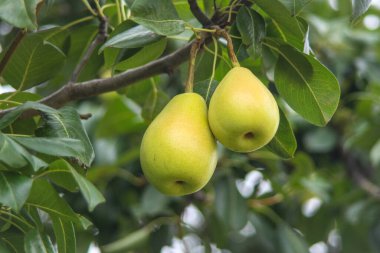 Armut ağacına yakın durun. Armut dalına taze armut. Doğal ortamda organik armutlar. Yaz bahçesinde armut hasatı..