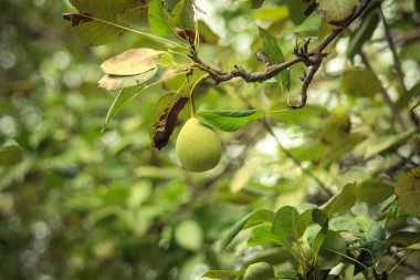 Armut ağacına yakın durun. Armut dalına taze armut. Doğal ortamda organik armutlar. Yaz bahçesinde armut hasatı..