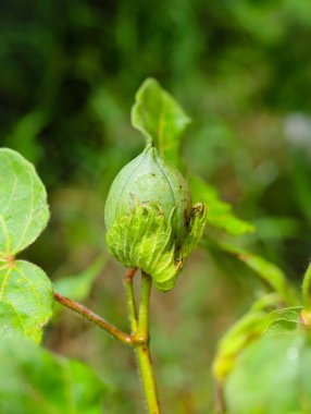 Pamuk tarlasında yeşil renkli Cotton Boll 'u kapatın. Yeşil pamuk tarlası. Organik bolluk. Bitkide asılı duran pamuk. Yeşil renk bolluğu. Seçici Konuya Odaklan.
