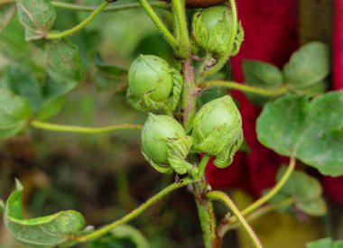 Pamuk tarlasında yeşil renkli Cotton Boll 'u kapatın. Yeşil pamuk tarlası. Organik bolluk. Bitkide asılı duran pamuk. Yeşil renk bolluğu. Seçici Konuya Odaklan.