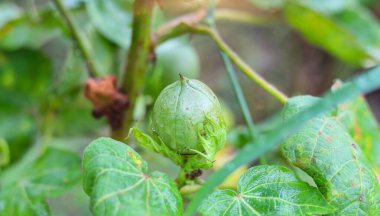 Pamuk tarlasında yeşil renkli Cotton Boll 'u kapatın. Yeşil pamuk tarlası. Organik bolluk. Bitkide asılı duran pamuk. Yeşil renk bolluğu. Seçici Konuya Odaklan.