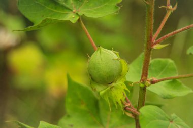 Pamuk tarlasında yeşil renkli Cotton Boll 'u kapatın. Yeşil pamuk tarlası. Organik bolluk. Bitkide asılı duran pamuk. Yeşil renk bolluğu. Seçici Konuya Odaklan.