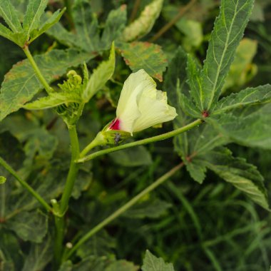Bamya çiçeğini kapat. Güzel sarı bamya çiçeği. Lady Fingers Çiçeği. Bitkinin üzerindeki Lady Fingers 'ın sarı çiçeği. Bamya sebzesi. Konuya Seçici Odaklanma ile.