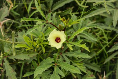 Bamya çiçeğini kapat. Güzel sarı bamya çiçeği. Lady Fingers Çiçeği. Bitkinin üzerindeki Lady Fingers 'ın sarı çiçeği. Bamya sebzesi. Konuya Seçici Odaklanma ile.