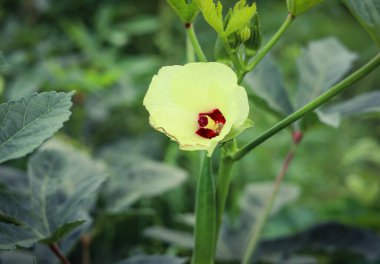 Bamya çiçeğini kapat. Güzel sarı bamya çiçeği. Lady Fingers Çiçeği. Bitkinin üzerindeki Lady Fingers 'ın sarı çiçeği. Bamya sebzesi. Konuya Seçici Odaklanma ile.