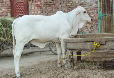 Amerikan Brahman ineğini yakalayın. Amerikan Brahman cinsinin bebek ineği. Brahman, zebuin-taurin karışımlı sığır eti cinsi bir Amerikan türüdür. Pakistan ineği. Süt veren hayvan. Sürüler. Seçici Odaklanma.