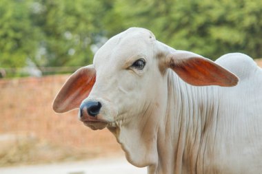 Amerikan Brahman ineğini yakalayın. Amerikan Brahman cinsinin bebek ineği. Brahman, zebuin-taurin karışımlı sığır eti cinsi bir Amerikan türüdür. Pakistan ineği. Süt veren hayvan. Sürüler. Seçici Odaklanma.