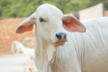 Amerikan Brahman ineğini yakalayın. Amerikan Brahman cinsinin bebek ineği. Brahman, zebuin-taurin karışımlı sığır eti cinsi bir Amerikan türüdür. Pakistan ineği. Süt veren hayvan. Sürüler. Seçici Odaklanma.