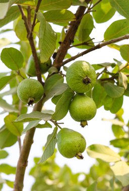 Ağacın dalında asılı duran guavaların tutsağı. Guava meyvesi asıyorum. Guava 'ları kapatın. Sağlıklı gıda konsepti. Guava. Guavas Ağacı 'nda olgun Tropikal Meyve Guava. Guava meyve bahçesi. Guavas ağacı.