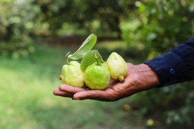 Bahçıvanın elinde izole edilmiş olgun guava meyvelerini yakın plan. Guava meyvesi. Guava 'lar izole edildi. Guava meyvesi hazır. Guava bahçesi. Meyve bahçesi. Gardner 'ın elleri guava tutuyor. Beslenme lifleri.