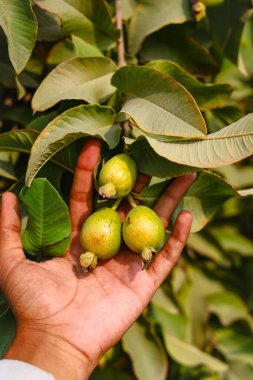 Bahçıvanın elinde izole edilmiş olgun guava meyvelerini yakın plan. Guava meyvesi. Guava 'lar izole edildi. Guava meyvesi hazır. Guava bahçesi. Meyve bahçesi. Gardner 'ın elleri guava tutuyor. Beslenme lifleri.