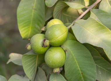 Ağacın dalında asılı duran guavaların tutsağı. Guava meyvesi asıyorum. Guava 'ları kapatın. Sağlıklı gıda konsepti. Guava. Guavas Ağacı 'nda olgun Tropikal Meyve Guava. Guava meyve bahçesi. Guavas ağacı.