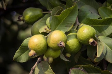 Ağacın dalında asılı duran guavaların tutsağı. Guava meyvesi asıyorum. Guava 'ları kapatın. Sağlıklı gıda konsepti. Guava. Guavas Ağacı 'nda olgun Tropikal Meyve Guava. Guava meyve bahçesi. Guavas ağacı.