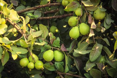 Ağacın dalında asılı duran guavaların tutsağı. Guava meyvesi asıyorum. Guava 'ları kapatın. Sağlıklı gıda konsepti. Guava. Guavas Ağacı 'nda olgun Tropikal Meyve Guava. Guava meyve bahçesi. Guavas ağacı.