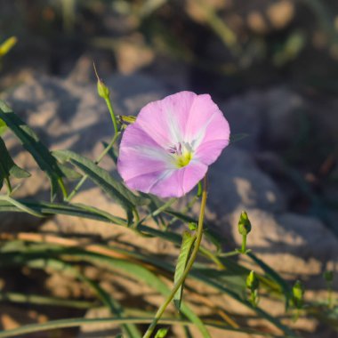 Yoğun yeşil yapraklarla çevrili açık ve kapalı beyaz çiçekli Avrupa sarmaşık otu ya da sürüngen Jenny ya da Ot Sarmaşığı bitkisi..
