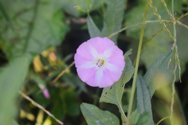 Yoğun yeşil yapraklarla çevrili açık ve kapalı beyaz çiçekli Avrupa sarmaşık otu ya da sürüngen Jenny ya da Ot Sarmaşığı bitkisi..