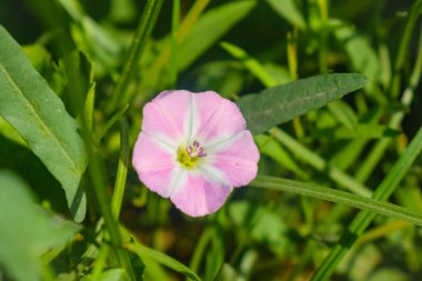 Yoğun yeşil yapraklarla çevrili açık ve kapalı beyaz çiçekli Avrupa sarmaşık otu ya da sürüngen Jenny ya da Ot Sarmaşığı bitkisi..