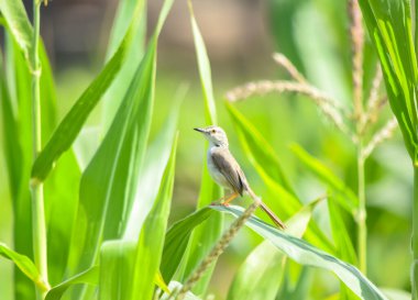 Ashy Prinia 'nın yakınında, incili darı mısırının üzerinde oturuyor. Kül rengi prinia veya kül rengi çalıbülbülü (Prinia socialis). Küllü Prinia kuşunun güzel manzarası. Vahşi yaşam fotoğrafçılığı. Konuya seçici bir odak ile.