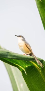 Ashy Prinia 'nın yakınında, incili darı mısırının üzerinde oturuyor. Kül rengi prinia veya kül rengi çalıbülbülü (Prinia socialis). Küllü Prinia kuşunun güzel manzarası. Vahşi yaşam fotoğrafçılığı. Konuya seçici bir odak ile.