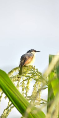 Ashy Prinia 'nın yakınında, incili darı mısırının üzerinde oturuyor. Kül rengi prinia veya kül rengi çalıbülbülü (Prinia socialis). Küllü Prinia kuşunun güzel manzarası. Vahşi yaşam fotoğrafçılığı. Konuya seçici bir odak ile.