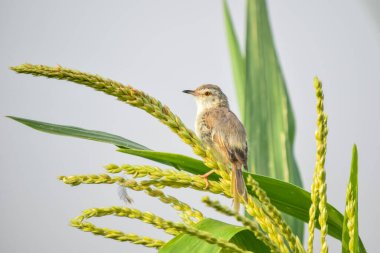Ashy Prinia 'nın yakınında, incili darı mısırının üzerinde oturuyor. Kül rengi prinia veya kül rengi çalıbülbülü (Prinia socialis). Küllü Prinia kuşunun güzel manzarası. Vahşi yaşam fotoğrafçılığı. Konuya seçici bir odak ile.
