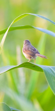 Ashy Prinia 'nın yakınında, incili darı mısırının üzerinde oturuyor. Kül rengi prinia veya kül rengi çalıbülbülü (Prinia socialis). Küllü Prinia kuşunun güzel manzarası. Vahşi yaşam fotoğrafçılığı. Konuya seçici bir odak ile.