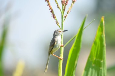 Ashy Prinia 'nın yakınında, incili darı mısırının üzerinde oturuyor. Kül rengi prinia veya kül rengi çalıbülbülü (Prinia socialis). Küllü Prinia kuşunun güzel manzarası. Vahşi yaşam fotoğrafçılığı. Konuya seçici bir odak ile.