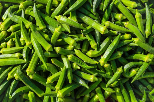 Stall of of Okra.Lady fingers. Lady Fingers or Okra vegetable stall in farm. Plantation of natural okra.Fresh okra vegetable. Lady fingers field.With Selective Focus on the Subject.