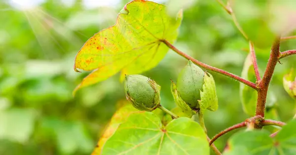 Close up of green color Cotton Boll on Cotton plant.Green cotton field.Organic boll.Cotton boll hanging on plant.Natural Background. Green color boll.With Selective Focus on the Subject.