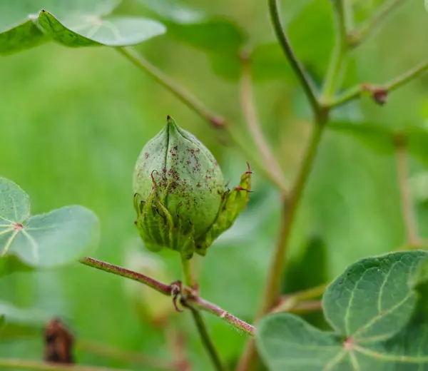 Close up of green color Cotton Boll on Cotton plant.Green cotton field.Organic boll.Cotton boll hanging on plant.Natural Background. Green color boll.With Selective Focus on the Subject.