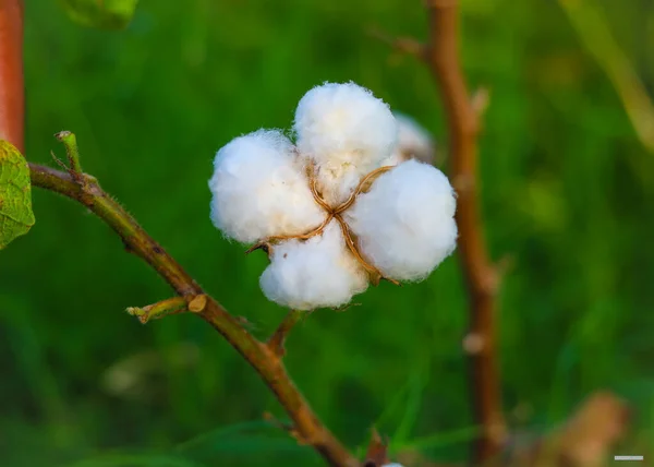 Close up of white cotton flower.Raw Organic Cotton Growing at Cotton Farm.Gossypium herbaceum close up with fresh seed pods.Cotton boll hanging on plant.With Selective Focus on the Subject.