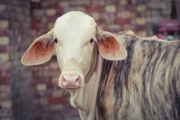 Amerikan Brahman ineğini yakalayın. Amerikan Brahman cinsinin bebek ineği. Brahman, zebuin-taurin karışımlı sığır eti cinsi bir Amerikan türüdür. Pakistan ineği. Süt veren hayvan. Sürüler. Seçici Odaklanma.