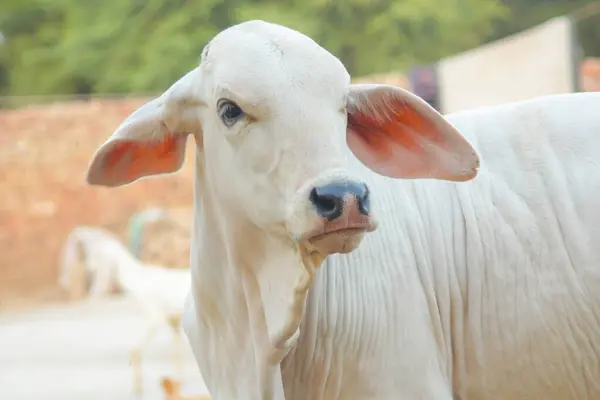 stock image Capture American Brahman cow. Baby cow of American Brahman breed. The Brahman is an American breed of zebuine-taurine hybrid beef cattle. Pakistani cow. Milk giving animal. Herds. Selective Focus.