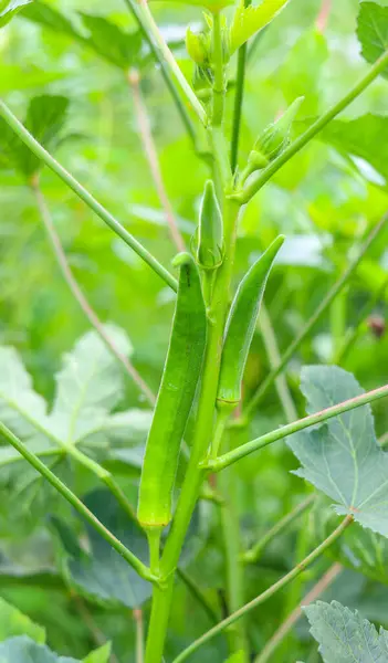 Close up of Okra.Lady fingers. Ladyfingers or okra vegetable on plant in farm. Plantation of natural okra. Fresh okra vegetable. Lady fingers field. With Selective Focus on the Subject