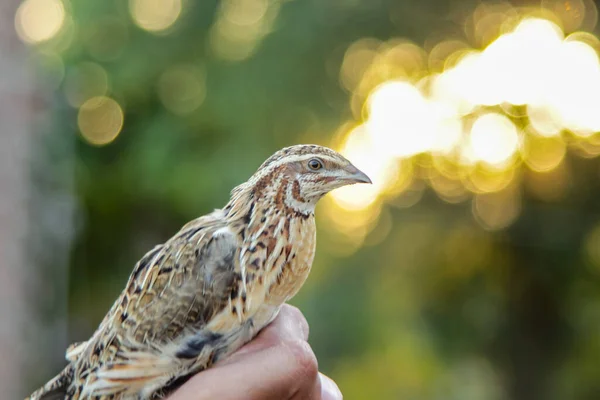 Man holds common quail in hand. Wild domestic common quail - coturnix coturnix, or European quail, is a small ground-nesting game bird in the pheasant family Phasianidae. Common quail. Wild quails.